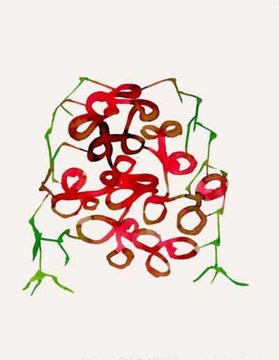 Frédéric Khodja - Plante du peintre catalan - Encres sur papiers aquarelles / 65 x 50 cm / 2022